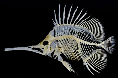 Forcipiger longirostris Fish Anatomy, Skeleton Wallpaper, Fish Skeleton, Butterfly Fish, Animal Skeletons, Fish Illustration, Anatomy For Artists, Animal Bones, High Art