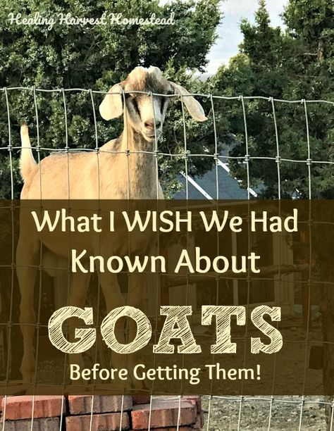 What everyone needs to know about getting goats. What you should know before you get goats. Things I wish I had known before getting our goats.  Schedule Goats For Clearing Land, What Do Goats Need, Small Goat Barn Ideas, Idaho Homestead, Diy Body Products, Goat Keeping, Cow Breeds, Alpine Goats, Keeping Goats