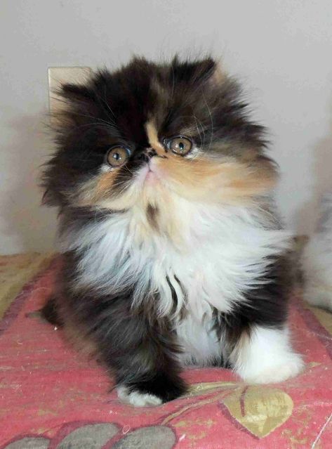 Calico Persian Cat, Fluffer Nutter, Cute Fluffy Kittens, Cat Silly, Kitten Breeds, Silly Kitty, Fluffy Cats, Exotic Shorthair Cat, Calico Cats