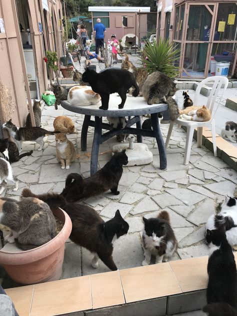 Tala monastery cat park, Paphos Cyprus Cyprus Cats, Paphos Cyprus Aesthetic, Cat Injuries, Cat Park, Derpy Cats, Funny Cat Names, Cat Website, Cat Movie, C Is For Cat