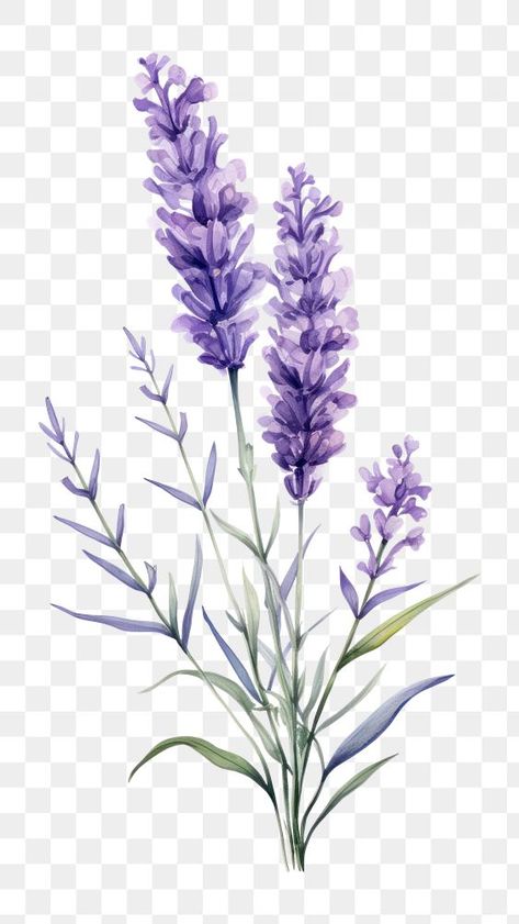 Pictures Of Lavender Flowers, Lavender Flowers Aesthetic, Lavender Plant Aesthetic, Lavender Flower Aesthetic, Lavender Plant Drawing, Lavender Flower Drawing, Draw Lavender, Lavender Images, Purple Flowers Aesthetic