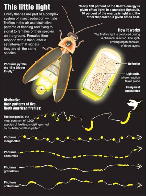 Fireflies, Lightning Bugs, and FLASH BEETLES | The Waterthrush Blog Lighting Bugs, Firefly Lights, Old Farmers Almanac, Buku Skrap, Beautiful Bugs, Arthropods, Arachnids, Bugs And Insects, Snow Leopard