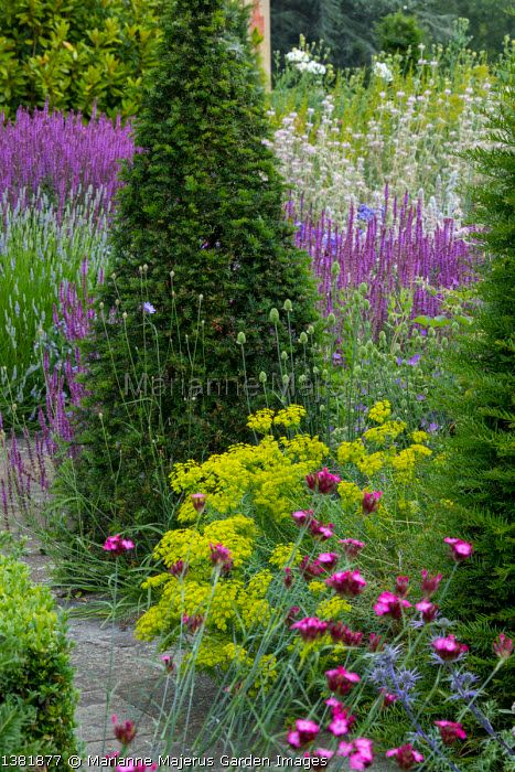 Dianthus carthusianorum, Euphorbia seguieriana, yew pyramid, Lavandula x intermedia 'Grosso', Salvia nemorosa 'Amethyst', Phlomis italica Euphorbia Seguieriana, Dianthus Carthusianorum, Salvia Nemorosa, Garden Images, Pyramid, Amethyst, Plants