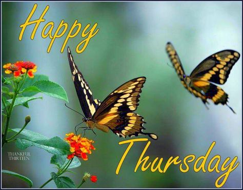 Happy Thursday Butterflies thursday thursday quotes happy thursday thursday quote thursday blessings happy thursday quote spring thursday quotes Butterfly Images, Butterfly Photos, Butterflies Flying, Butterfly Pictures, Arte Animal, Butterfly Wallpaper, Butterfly Garden, Butterfly Flowers, Flora And Fauna