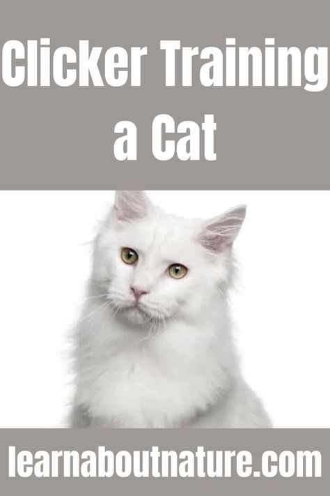 Clicker Training a Cat Training A Cat, Cat Training Tricks, Nature Website, Training Cats, Cat Enrichment, Land Animals, Cat Info, Domestic Animals, Kitten Care