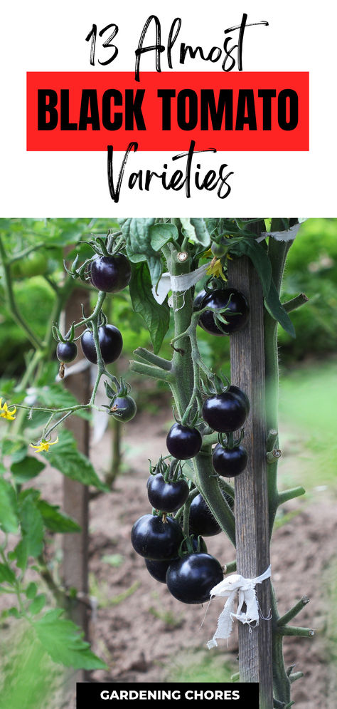 Not all Tomatoes Are Red, 13 Black Tomato Varieties You Must Grow Black Tomatoes Plants, Micro Sprouts, Black Tomatoes, Tomato Plant Food, Plant Advice, Black Cherry Tomato, Cherry Tomato Plant, Tomato Varieties, Cherry Tomato Recipes