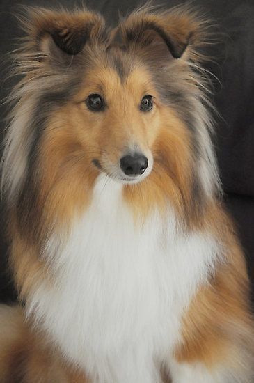 Smartest Dogs, Smartest Dog Breeds, Sheltie Dogs, 강아지 그림, Smart Dog, Shetland Sheepdog, Old Dogs, Beautiful Dogs, 귀여운 동물