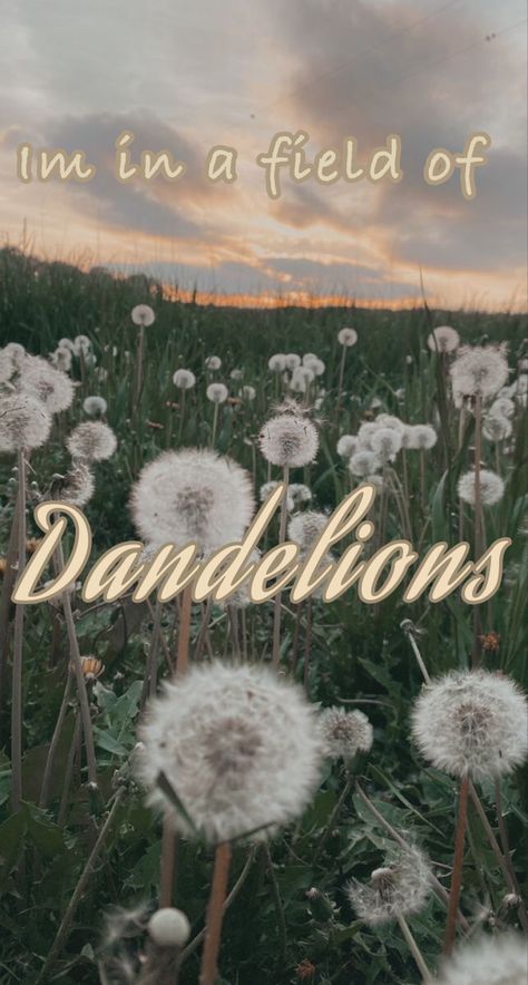 Dandelions Song, Dandelions By Ruth B, Dandelion Lyrics, Ruth B, Cute Home Screen Wallpaper, Cute Home Screens, What To Do When Bored, Dandelion Flower, Screen Wallpaper