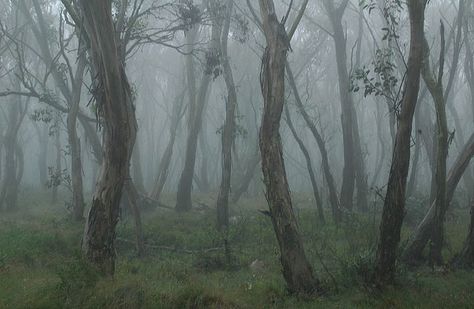 Australian Gothic Aesthetic, Australian Bush Aesthetic, Australian Forest, White Kangaroo, Australian Gothic, Bush Photography, Beauty In The Mundane, Southern Gothic Aesthetic, Gothic Landscape