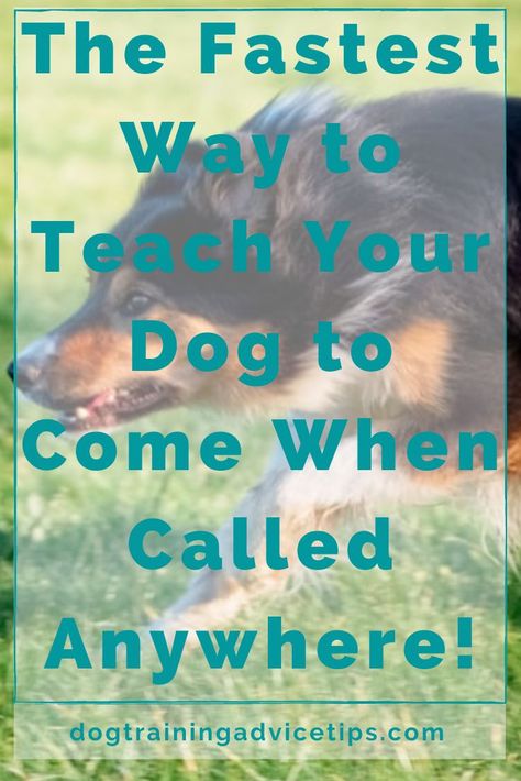 Dog Recall, Dog Training Advice, Dog Information, Good Dog, Dog Training Techniques, Train Your Dog, Dog Info, Pet Hacks, Dog Obedience