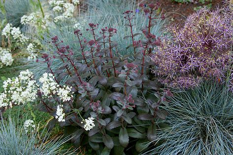 Planting Combinations, Prairie Garden, Flower Garden Design, Killarney, Have Inspiration, Plant Combinations, Garden Borders, Perennial Garden, Landscaping Plants