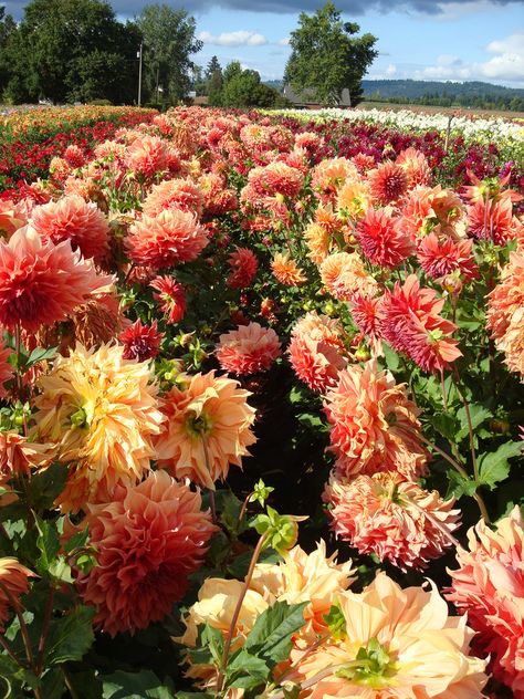 https://flic.kr/p/71yH8t | DSC01738 croydon masterpiece | Flower field of Dahlias, muggy and the huge field of colors has a strange affect.  Swan Island Dahlia Festival, Canby Oregon, 2009 Dahlias Garden, Growing Dahlias, Garden Pathway, Dahlia Flower, Flower Farm, Flower Beauty, Flowers Nature, Flower Field, Dream Garden