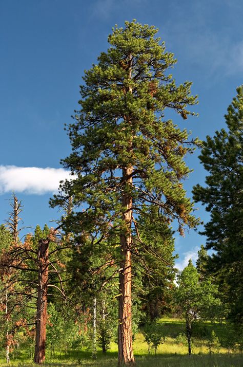 ponderosa pine 숲 사진, Ponderosa Pine, Tree Seeds, Tree Hugger, Tree Drawing, Photo Tree, Landscaping Plants, Growing Tree, Beautiful Tree