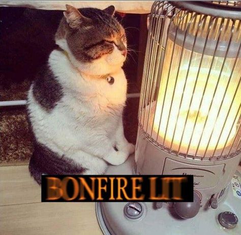 Bonfire Lit, Dark Souls Funny, Cute Fat Cats, 웃긴 사진, Fat Cats, Dark Souls, 귀여운 동물, Animal Memes, Cat Photo