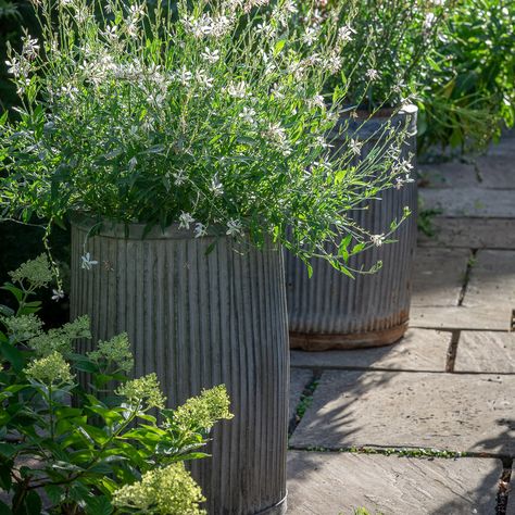 Ribbed Planters Plant Theatre, Outdoor Plant Pots, Front Door Plants, Zinc Planters, Mediterranean Garden Design, Small Terracotta Pots, Sarah Raven, Urn Planters, Planter Pots Outdoor