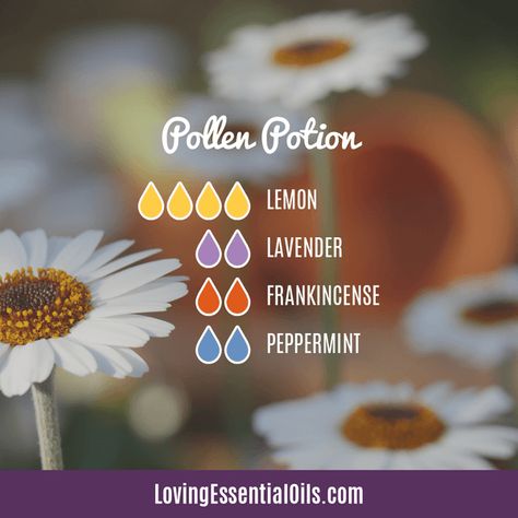 10 Diffuser Blends for Allergies - Allergy Relief Essential Oils Diffuser Blends For Allergies, Allergy Diffuser Blend, Allergy Relief Essential Oils, Essential Oils Allergies, Oil Therapy, Essential Oil Combinations, Essential Oil Diffuser Blends Recipes, Young Living Essential Oils Recipes, Essential Oils Guide