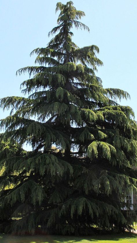 dwarf deodar cedars Deodar Cedar, Cedrus Deodara, Fine Gardening Magazine, Bushes And Shrubs, Fine Gardening, Plant Science, Cedar Trees, Garden Borders, Tree Painting