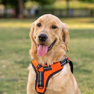 Dog harnesses are alternatives to traditional dog collars. Dog harnesses can help prevent your dog from slipping out of your control. No Pull Dog Harness, Puppy Harness, Emotional Support Animal, Beagle Puppy, Dog Costumes, Dog Leads, Service Animal, Dog Sweaters, Dog Walker