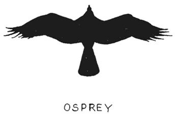 Osprey Tattoo Ideas, Osprey Feather Tattoo, Osprey Tattoo, Osprey Drawing, Osprey Flying, Osprey Bird Painting, V 22 Osprey, Latest Tattoo Design, Latest Tattoos