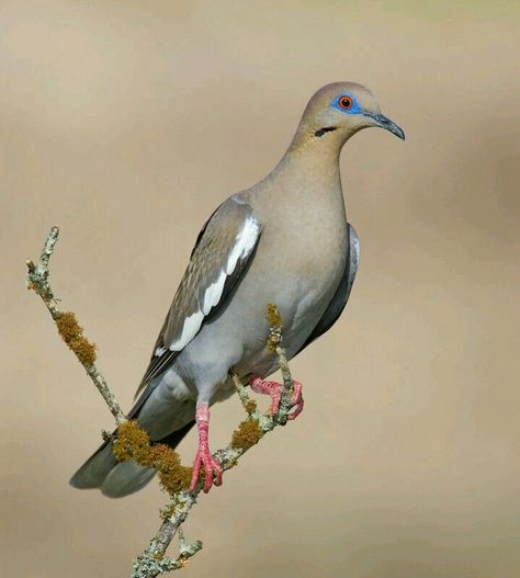 White-winged Dove (Zenaida asiatica) Cute Pigeon, Dove Pigeon, Red Eared Slider, What A Beautiful World, Dove Bird, Crows Ravens, White Wings, Colorful Bird, Exotic Birds