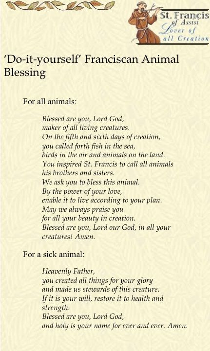 Today, October 4th is the Feast Day of St. Francis , he is the patron saint of all animals. St Francis Prayer For Sick Animals, Saint Francis Prayer Animals, Pet Prayers, Pet Blessing, Patron Saint Of Animals, October 4th, Saint Francis, All Animals, Francis Of Assisi