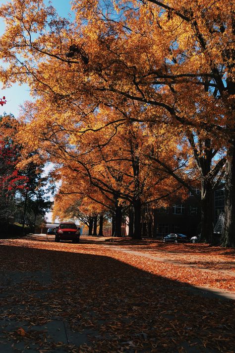 Clemson University Aesthetic, Clemson Aesthetic, Clemson University Campus, Clemson Campus, Romanticizing College, Clemson South Carolina, College Vibes, Ant Farm, Ant Farms