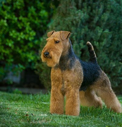 Darwyn Welsh Terriers Welch Terrier, Lakeland Terrier, Dog Grooming Tips, Dog Haircuts, Welsh Terrier, Terrier Breeds, Terrier Puppy, Man And Dog, Airedale Terrier