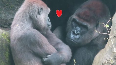 I love you baby...! Cool Interaction between gorilla couple D'jeeco husband looking to his wife so sweet, Look so happiness & gorgeous action love of gorilla family. | husband, happiness | I love you baby...! Cool Interaction between gorilla couple D'jeeco husband looking to his wife so sweet, Look so happiness & gorgeous action love of... | By Silverback lover Gorilla Couple, Gorilla Family, Magic Man, I Love You Baby, Love You Baby, So Sweet, Verona, I Love You, Love You