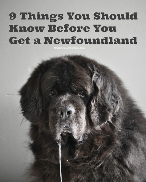 Newfoundland Dog Puppy, Newfie Dog, Newfoundland Puppies, Giant Dog Breeds, Newfoundland Dogs, Big Dog Breeds, Pet Tips, Terra Nova, Dog Pics