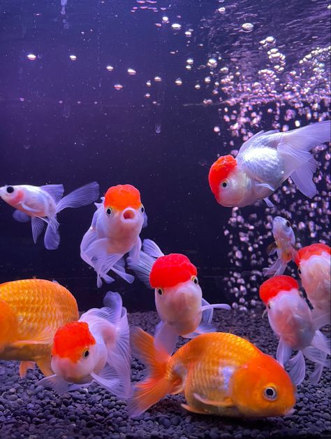 Chunky Gold Fish, Fancy Gold Fish, Gold Fish Wallpaper Iphone, Ranchu Goldfish Wallpaper, Oranda Goldfish Tank, Gold Fish Aesthetic, Ranchu Gold Fish, Fat Goldfish, Gold Fish Aquarium