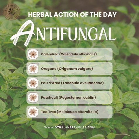 Antifungal herbs contain compounds that inhibit the growth of fungi or kill them outright. These herbs have been used for centuries to treat various fungal infections, promote healing, and maintain a healthy balance of microorganisms in the body. They can be particularly useful in situations such as: 🌿 Treating Skin Infections: Herbs like tea tree oil and calendula can be effective in addressing conditions such as athlete’s foot, ringworm, and fungal nail infections. 🌿 Addressing Yeast Infe... Herbs For Fungal Infections, Antifungal Herbs, Medicinal Herbs Garden, Herbs Garden, Ayurvedic Healing, Fungal Nail, Melaleuca Alternifolia, Witchy Stuff, Healthy Balance