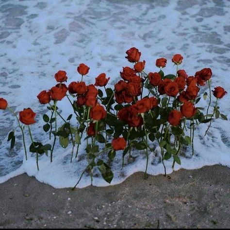 Red roses on the shore by the beach with sea water Red Rose Beach Wedding, Roses In The Ocean, Red Beach Aesthetic, Snow On The Beach Aesthetic, Roses On The Beach, Venus Photoshoot, Beach Roses, Shuffle Wallpaper, Midnights Aesthetic