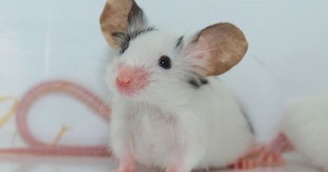 Rattus Rattus, Fancy Mouse, Dumbo Rat, Big Ears, Pet Mice, Cute Rats, Pet Rats, Into The Wild, Cute Mouse