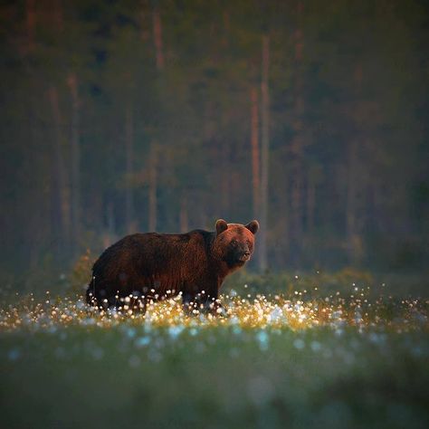 Looks like the bear is walking amongst fairies. Swedish Animals, Bear Moodboard, Bear Aesthetic, Flower Meadow, Cotton Flower, Pretty Animals, Bear Art, Black Bear, Animal Photo