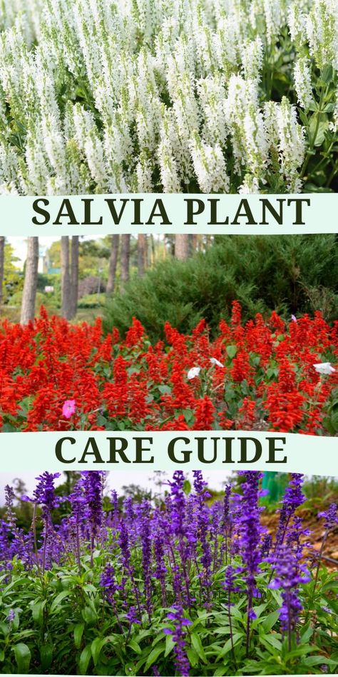 Salvia Plant Care Guide - Multigardening Salvia Plant Care, Gerbera Daisy Care, Salvia Plant, Desert Rose Care, Salvia Plants, Plant Care Guide, Sage Plant, Basil Plant, Greenhouse Ideas