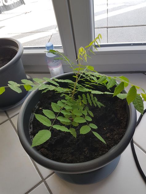 grown a starfruit tree out of a seed it looks pretty cool Starfruit Tree, Indoor Gardening, Home Flowers, Garden Diy, Permaculture, Lawn Care, Horticulture, Pretty Cool, Botany