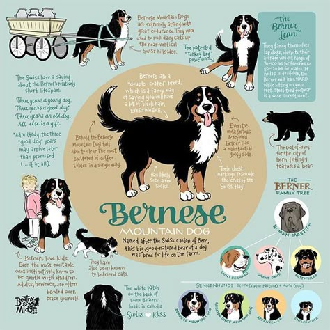 Dog Infographic, Dog Obedience Training, Bernese Mountain Dogs, Dog Information, Dog Info, Dog Care Tips, Dog Obedience, Dog Training Obedience, Mountain Dog