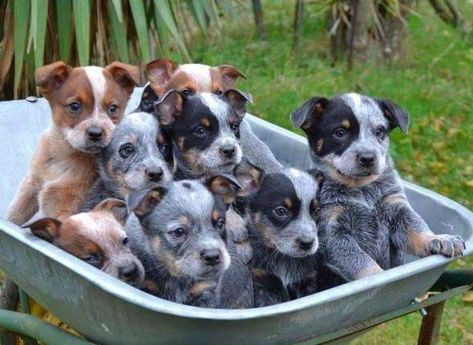 Australian Cattle Dog Puppy, Cattle Dog Puppy, Aussie Cattle Dog, Austrailian Cattle Dog, Blue Heeler Puppies, Cattle Dogs Rule, Heeler Puppies, English Bull Terrier, Blue Heelers