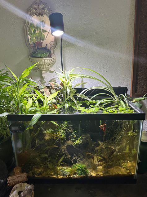 20 Gallon Planted Aquarium, 10 Gallon Paludarium, Fish Tank 10 Gallon Ideas, 10 Gallon Planted Tank, Peace Lily Fish Tank, 10 Gallon Planted Betta Tank, Planted 10 Gallon Aquarium, Betta Tank Aesthetic, 10 Gallon Planted Aquarium