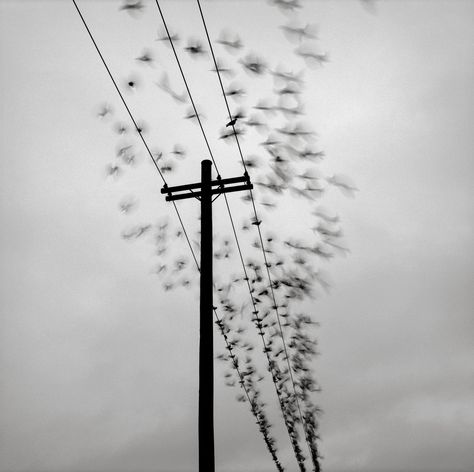 Portland | par austin granger Power Lines, Boy Face, Power To The People, Framing Photography, Photo Lighting, Beach Sunset, Black Bird, Hunger Games, Beautiful World