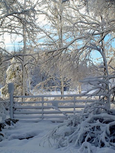 Winters Tafereel, Beautiful Winter Scenes, I Love Snow, Winter Schnee, Winter Szenen, Snow Covered Trees, Winter Photos, Winter Love, Winter Magic