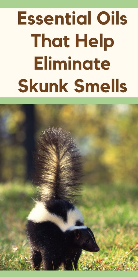 Skunk Smell In House, Skunk Smell Remover, Dog Sprayed By Skunk, Skunk Repellent, Dog Skunk, Getting Rid Of Skunks, Skunk Spray, Skunk Smell, Green Roots