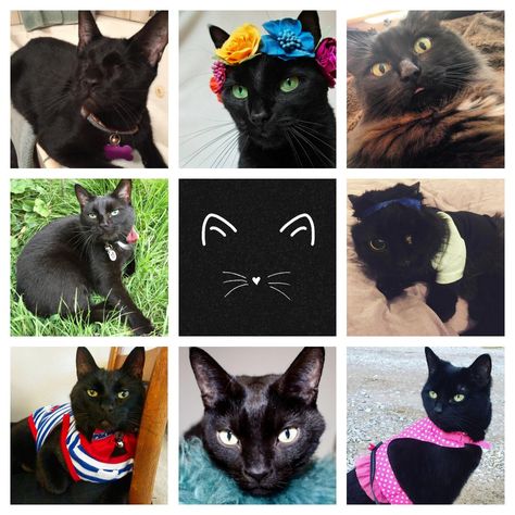 Which Black Cat Are You? Take This Quiz To Find Out! #meowAF, #Blackcatappreciationday, #Blackcatcrew, #Blackcats, #Catquiz, #Quiz, #BlackCatAppreciationDay, #BlackCats, #CatQuiz, #Cats, #Kittens, #Quizzes (via meow.af - Because you're meow as fluff) Which Cat Are You Today, Which Cat Are You, Black Cat Appreciation Day, Sweet Sayings, Simple Questions, Sweet Quotes, Cats Kittens, Fall 2023, Black Cats