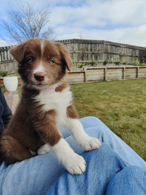 Brown border collie puppy
#puppy #bordercolliepuppy #cutepuppy #blueeyedpuppy Australian Border Collie Puppy, Brown Border Collie Puppy, Australian Border Collie, Brown Border Collie, Border Collie Puppy, Preppy Dog, Collie Puppy, Brown Border, Puppy Sitting