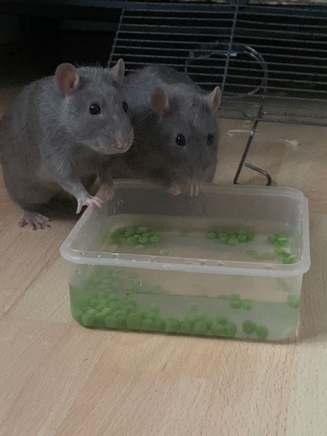 pea fishing Lol Rats Together, Diy Rat Toys, Rat Food, Rat Care, Rat Toys, Rat Cage, Cute Rats, Interesting Animals, Mouse Rat