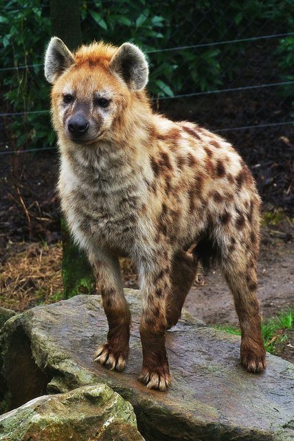 Hyena Photography, Striped Hyena, Spotted Hyena, Logan Howlett, Frank Castle, Animal Study, Interesting Animals, Pretty Animals, Wild Dogs