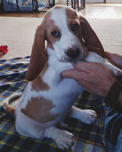 Bates - Red & White Basset Hound Puppy Miniature Basset Hound, Dream Wishlist, Hound Dogs, Basset Hound Puppy, Hound Puppies, Wiener Dogs, Basset Hound Dog, Bassett Hound, Basset Hounds