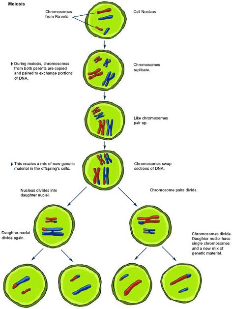 Genetic Recombination & Meiosis - Module 8 Mendelian Genetics: Dihybrid Cross Mendelian Genetics, Genetic Counseling, Science Journal, Board Exam, Biology, Middle School, Insurance, Literature, High School