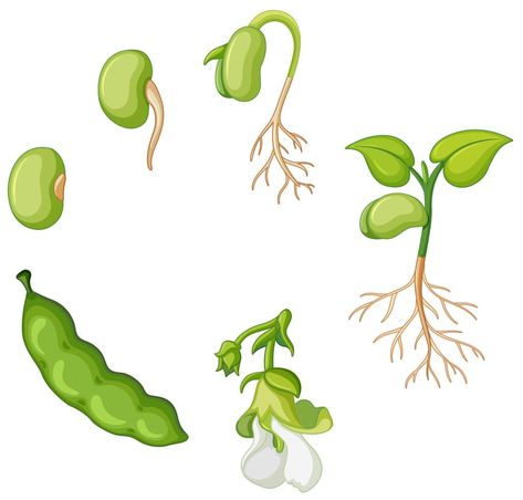 Bean Plant Life Cycle, دورة حياة النبات, Bean Illustration, Seed Illustration, Pea Plant, مشروعات العلوم, Planting Sunflowers, Bean Plant, Plant Life Cycle