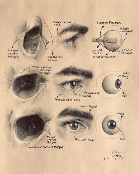 Eye Study, Eye Anatomy, Face Anatomy, 얼굴 그리기, Academic Art, Human Anatomy Art, Anatomy Sketches, Anatomy For Artists, Drawing Studies